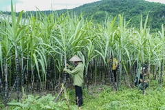 Vietnam initiates anti-dumping investigation on sugar imported from Thailand