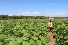 Mekong Delta province to help farmers with 1.7 million USD for drought, saltwater
