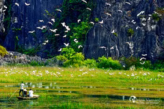 Exploring Van Long Wetland Nature Reserve in Ninh Binh