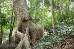 Vietnam boasts 14.6 million ha of forest in 2019