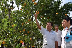 Pink mandarin yield for Tet falls dramatically