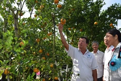 Pink mandarin yield for Tet falls dramatically