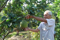 Tien Giang shifts to high-value crops to adapt to climate change