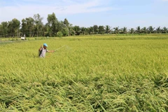 Tra Vinh farmers expand organic rice areas