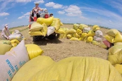 Opportunity for Vietnam to export rice to Australia