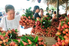Central Retail to buy 1,000 tonnes of lychee