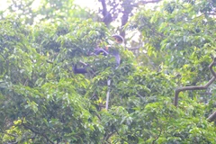 Two families of endangered langurs found in Quang Nam