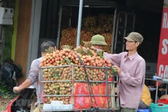 Hai Duong prepares to export fresh lychees to Japan