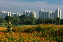 More regulations for developing green cities
