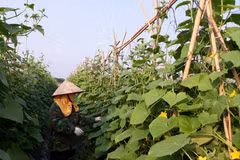 Agriculture contributes 0.13 percentage point to Vinh Phuc’s growth
