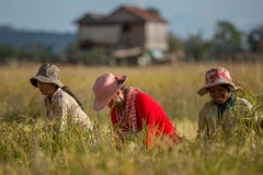 Cambodia’s rice exports surge in first four months