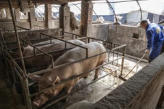 African swine fever spreads in Indonesia