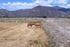 Ninh Thuan: farming stopped on 15,000 ha due to drought