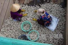 Tra Vinh to expand clam farming areas