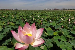 Unfertilised soil used to grow lotus