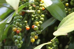Ministry moves to retrieve peppercorn exports stuck in Nepal