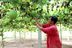 Tra Vinh to grow high-value crops on low-yield rice fields