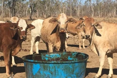 Local firm ships 500 tonnes of molasses to Australia