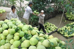 Chile opens door for Vietnam’s pomelo