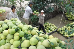 Chile opens door for Vietnam’s pomelo