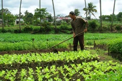 HCM City pilot to build temporary structures on agricultural land