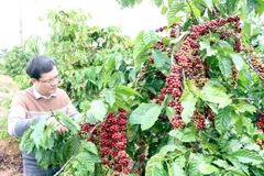 Central Highlands faces labour shortages on coffee plantations