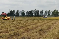 Bac Lieu expands cultivation of world’s best rice varieties