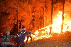 Dong Nai proactive in preventing forest fires