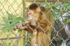 Quang Binh’s resident hands over rare monkey to national park