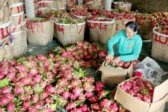 IFC supports exports of high quality fruits
