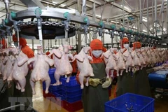 Vietnamese chicken to be shipped to Singapore, Hong Kong
