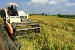 Rice exports drop in volume but still rise in value