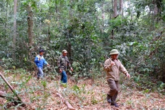 Binh Phuoc tightens forest protection in dry season