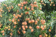 Vietnamese “Golden Lychee” arrives in Australia
