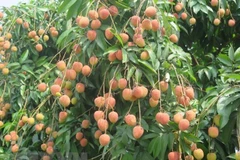 Vietnamese “Golden Lychee” arrives in Australia