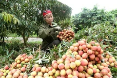 Agriculture sector works towards reaching 40 bln USD export target