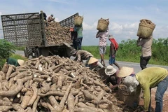 Vietnam’s cassava exports recover in first quarter