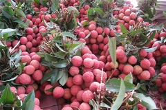 E-commerce floor for lychee launched
