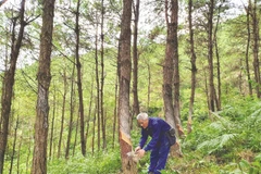 Rubber industry told to target sustainability