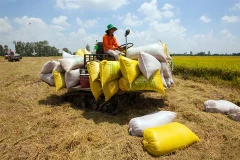 Localities, exporters propose lifting rice export limits 