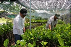 Country’s largest seedling-growing district steps up production