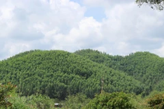 Bac Giang encouraging production forest development