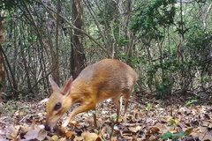 Vietnam enhances cooperation to reduce biodiversity loss