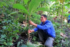 Young activists plant trees to prevent floods, landslides