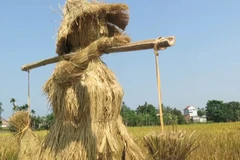 Festival honouring wet rice held in Quang Ngai 