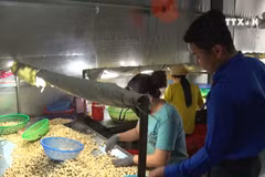 Young man successful with cashew nut production