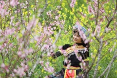 Peach blossoms in Sapa enthral visitors