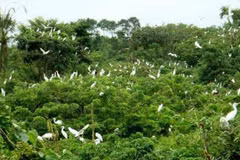 Bird sanctuary stands out in Ca Mau city