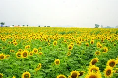 Brilliant field of sunflowers in Saigon