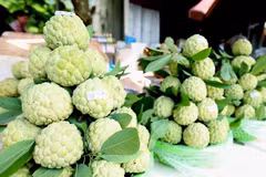 Lang Son enjoys bumper custard apple crop